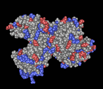 �}�@�q�g�E���N�g�t�F�����̍\���iNCBI�f�[�^1CB6���Cn3D 4.1�ō쐬�j